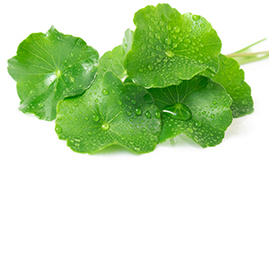 Centella Asiatica (Gotu Kola) Herbasol® Extract Glycerine unpreserved